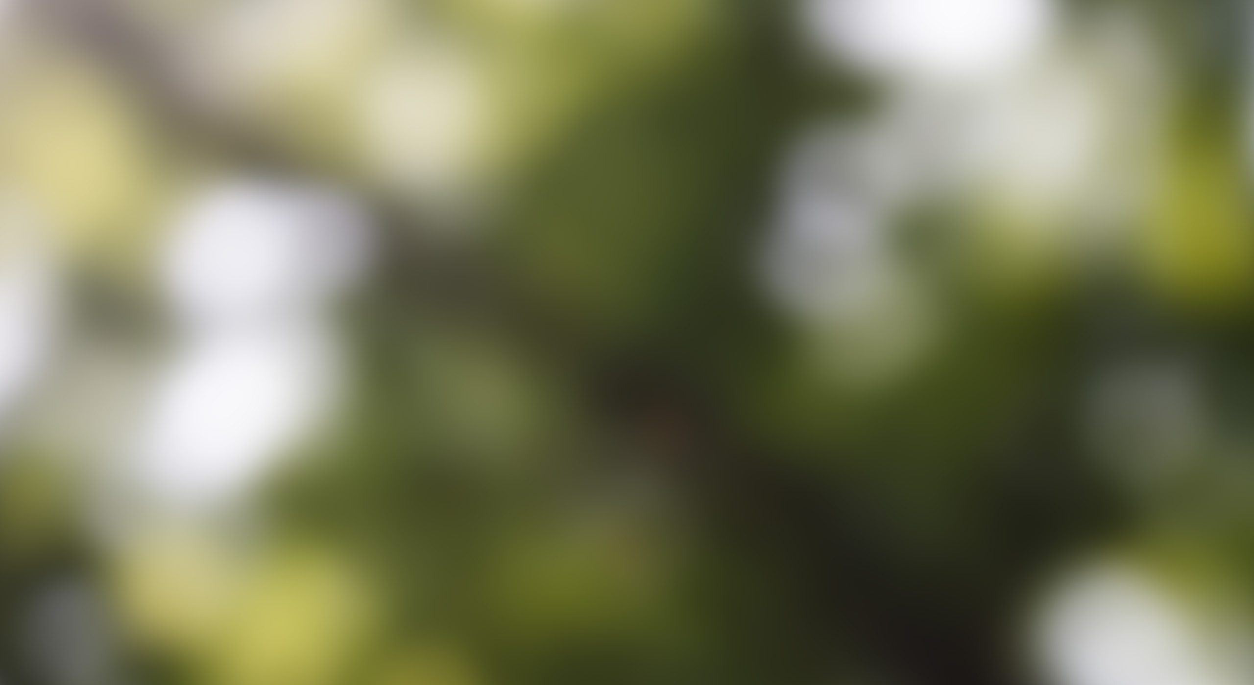 Zwei Radfahrer genießen eine Fahrt auf einem Waldweg, umgeben von hohen Bäumen.