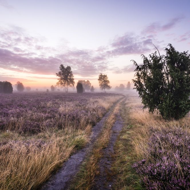 Lüneburger Heide