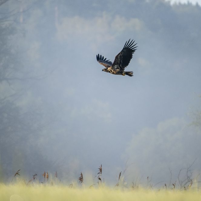 Seeadler in Amt Neuhaus in der Elbtalaue