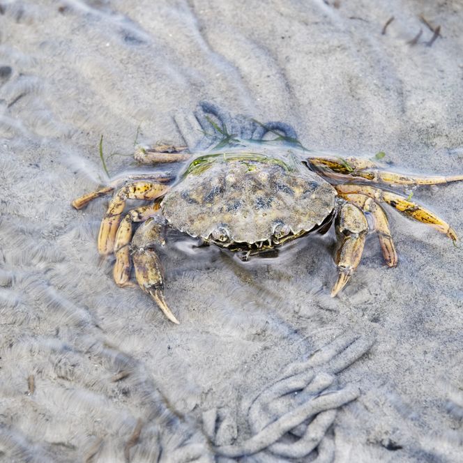 Strandkrabbe im Watt