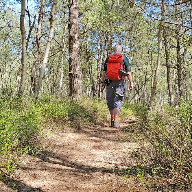 Wanderer in einem kleinen Birkenwald am NORDPFAD Huvenhoopsmoor