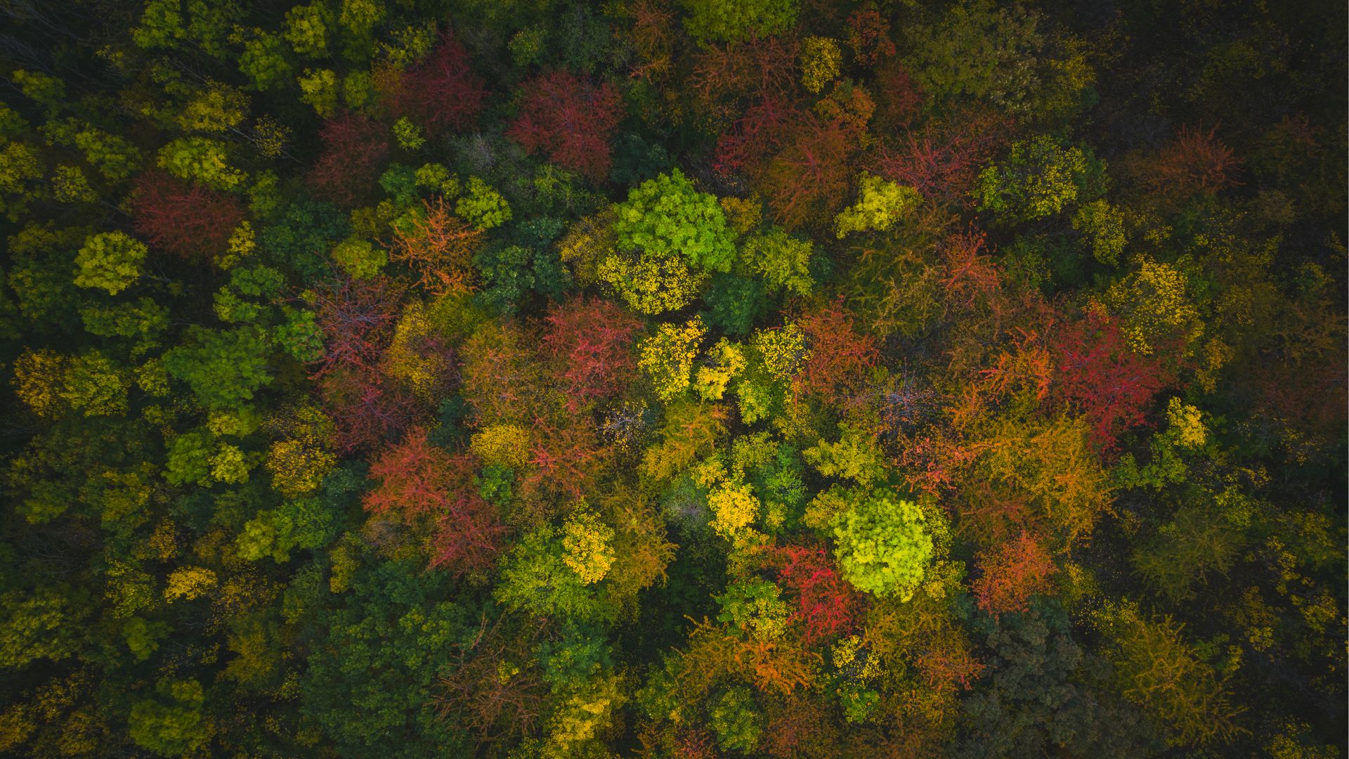 [Translate to Nederlands:] Drohnenbild von einem Wald im Harz