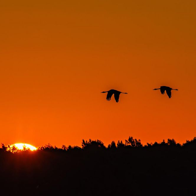Twee kraanvogels bij zonsondergang in het Tister Bauernmoor