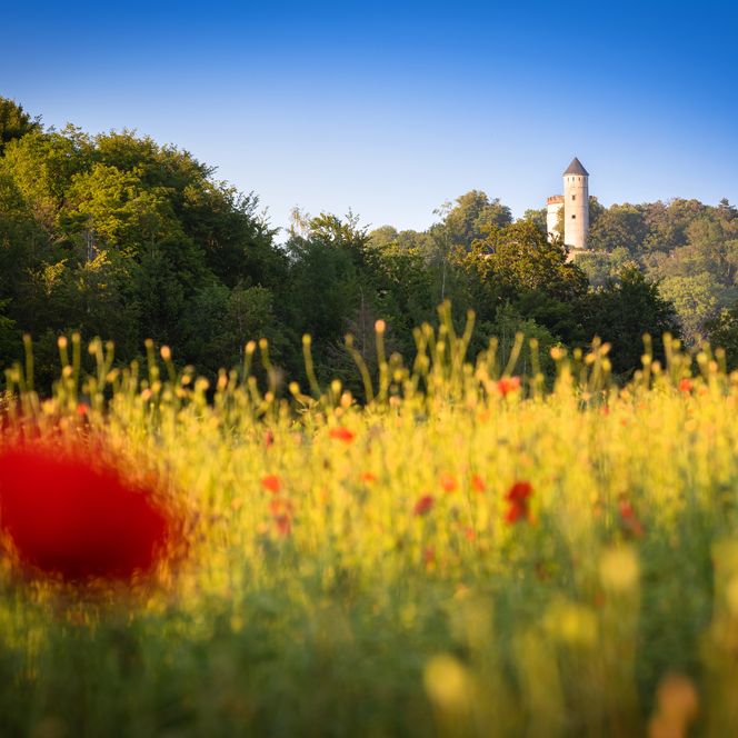 Burg Plesse Kreis Göttingen mit Blumenfeld
