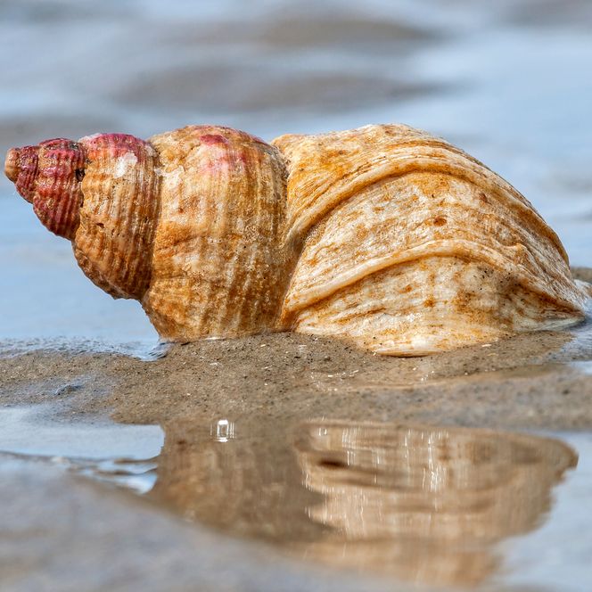 Wattschnecke im Nationalpark Wattenmeer
