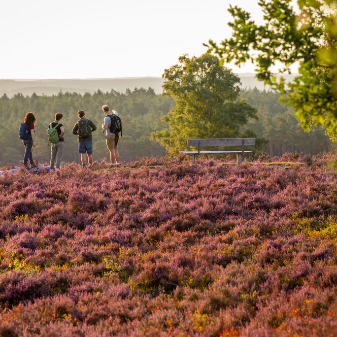 Ausblick über die Lüneburger Heide
