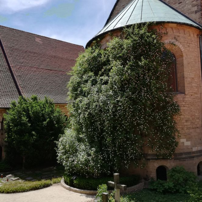 Rosenstock an der Domapsis