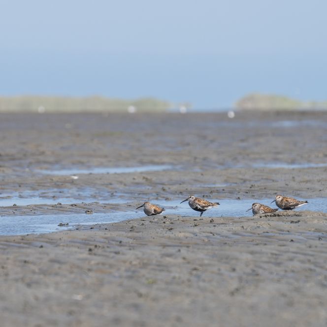 Trekvogels in de Waddenzee