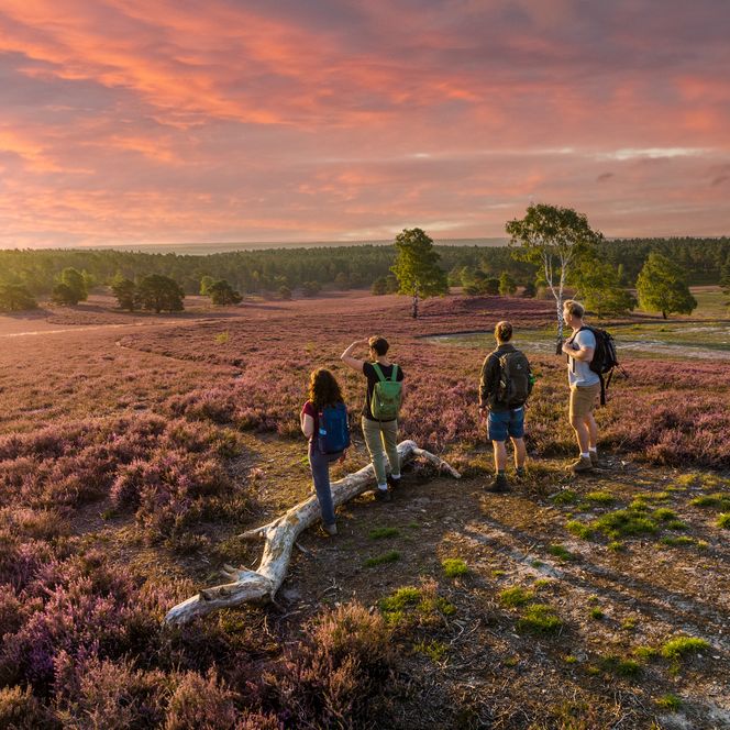 Blick über die Lüneburger Heide