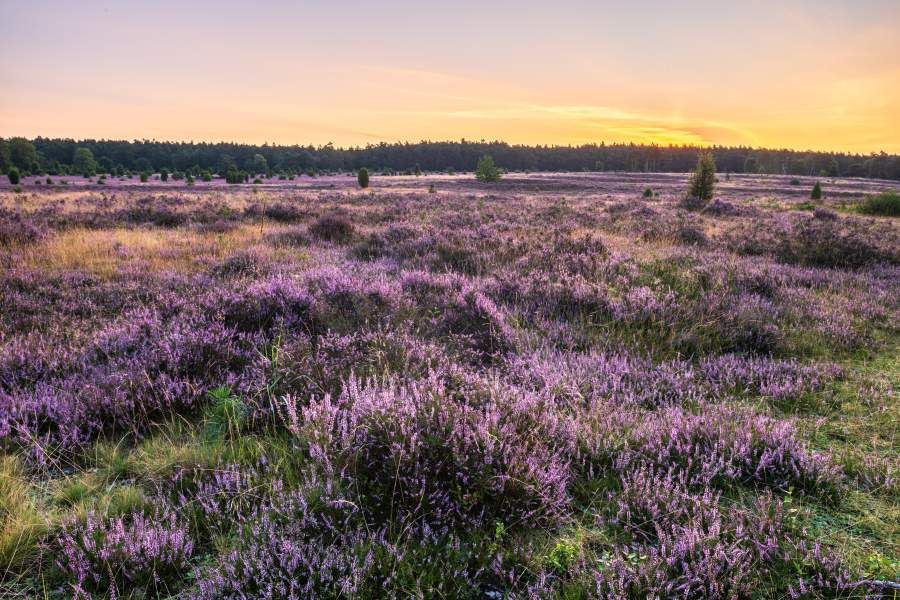 Misselhorner Heide zur Heideblüte Heideschleife Rundwanderweg