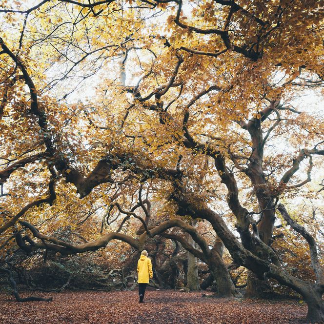 Wanderer unter herbstlicher Süntelbuche im Naturpark Weserbergland