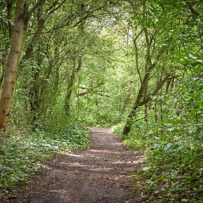 Salzgitter-Höhenzug_Achim Meurer_Nördliches Harzvorland