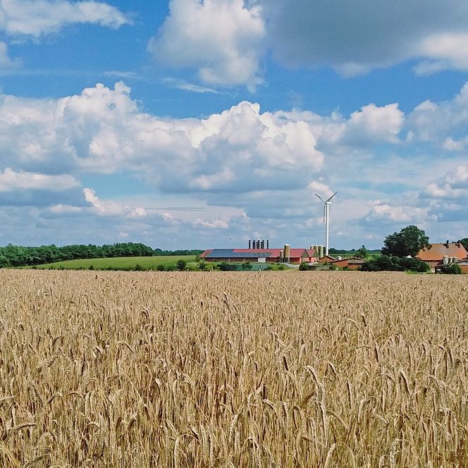 Kornfeld und der Hof Martens