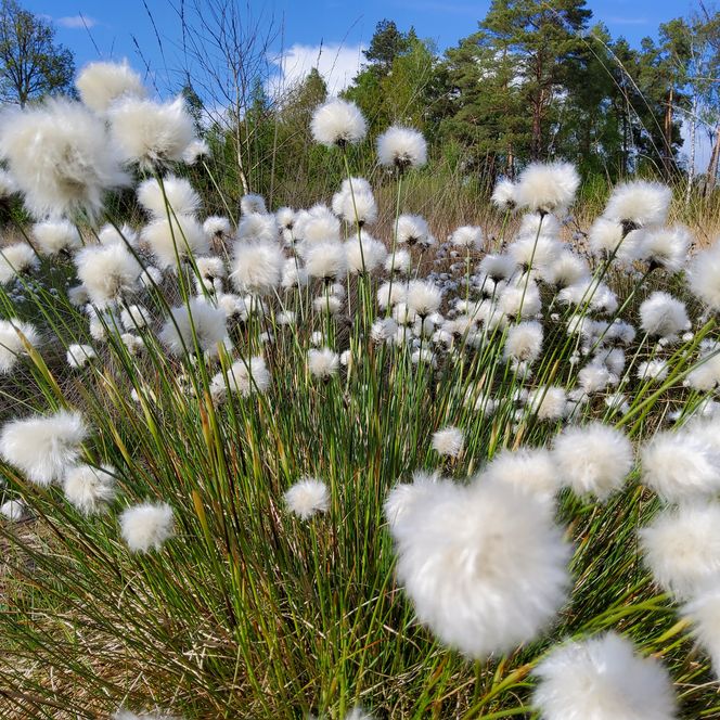 Wollgrasblüte im Tister Bauernmoor