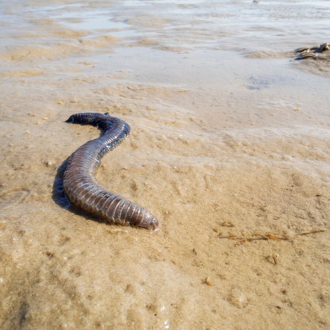 Wattwurm im Wattenmeer