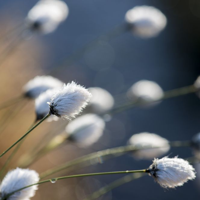 Fruchtendes Wollgras