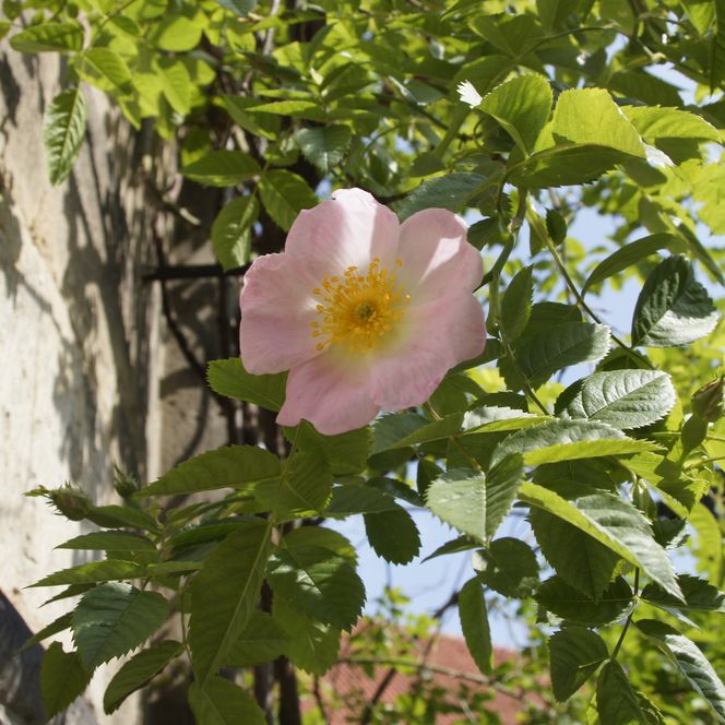 Rose am 1000-jährigen Rosenstock