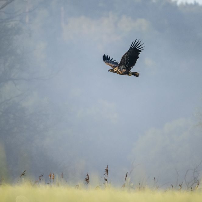 Seeadler in Amt Neuhaus in der Elbtalaue