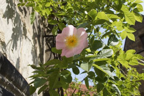 Rose am 1000-jährigen Rosenstock