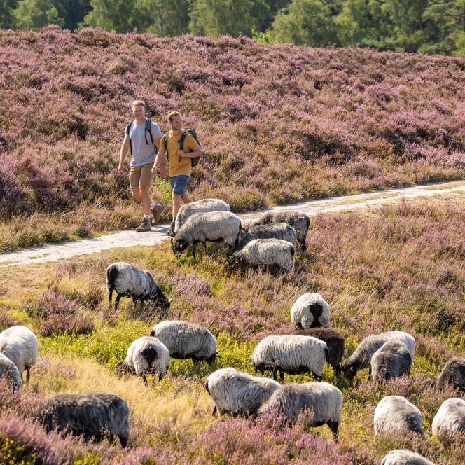Zwei Wanderer in der Lüneburger Heide mit Heidschnucken