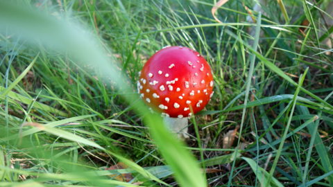 Fliegenpilz am Wegesrand