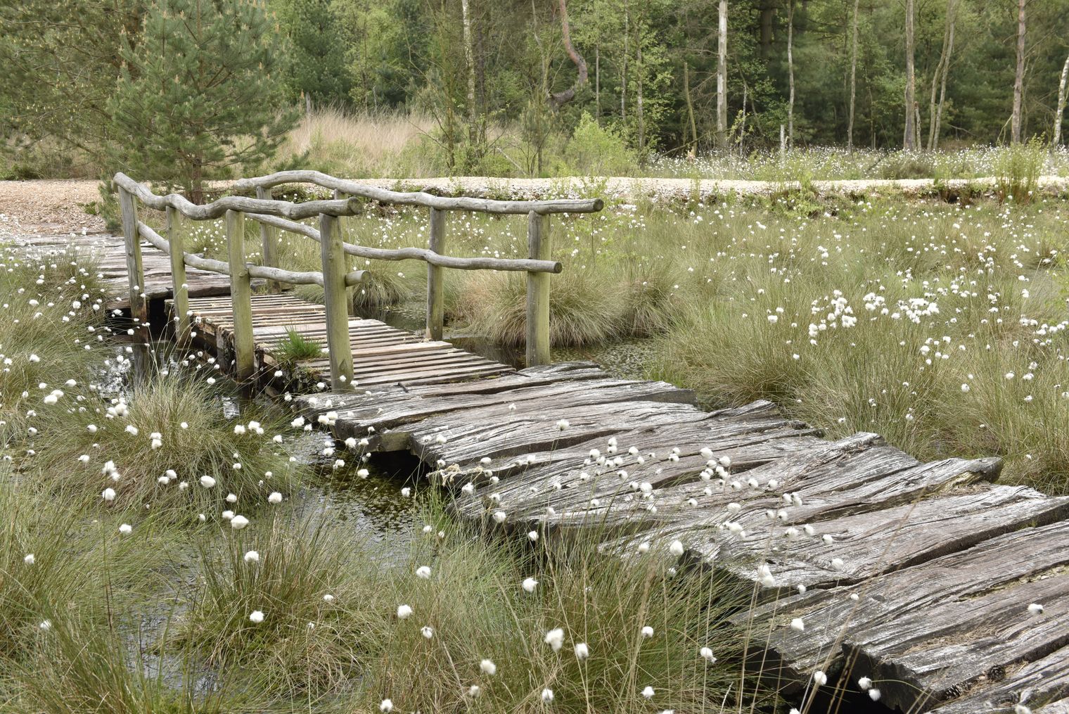 Tister veen