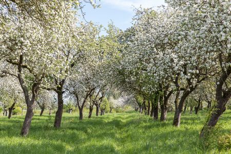 Streuobstwiese mit blühenden Apfelbäumen