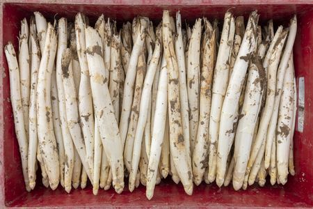 Weißer Spargel frisch vom Feld