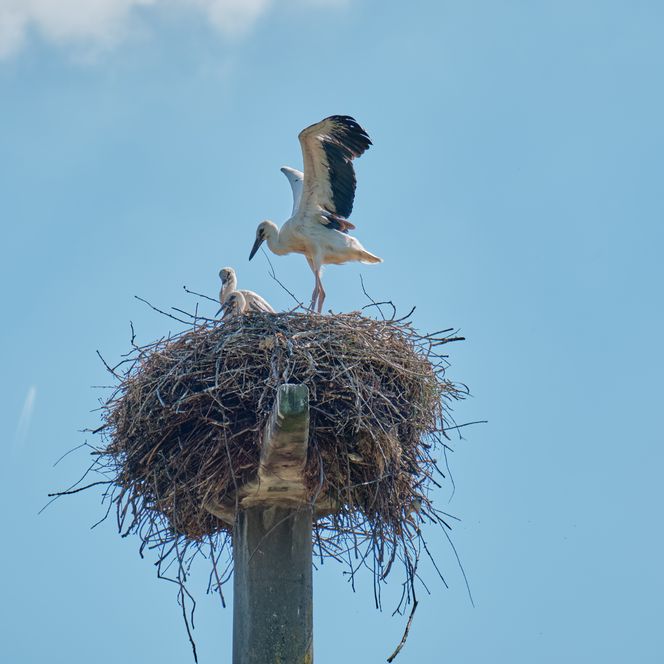 Störche in der Urlaubsregion Wendland.Elbe
