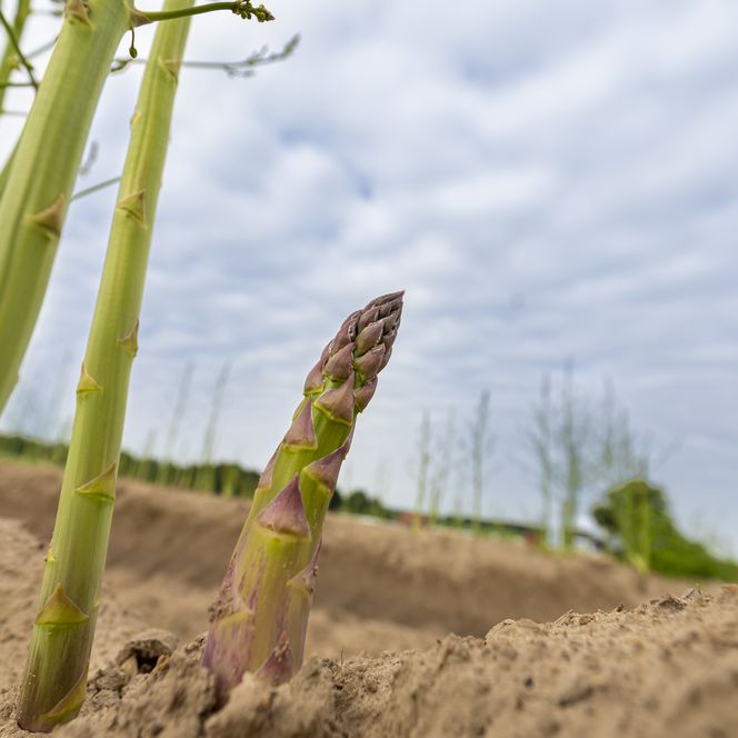Grüner Spargel auf dem Feld