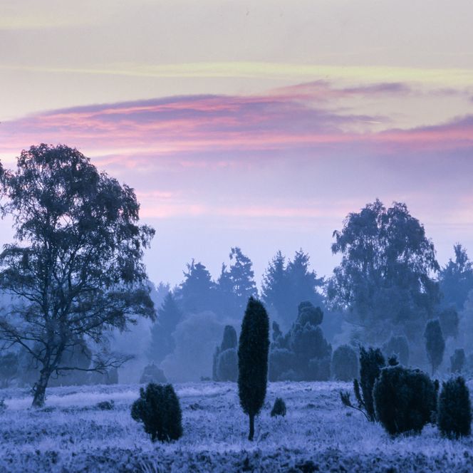 Blick auf winterliche Heidefläche in den frühen Morgenstunden