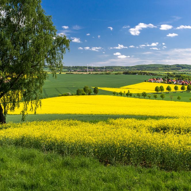 Rapsfelder mit Baum, Naturpark Münden