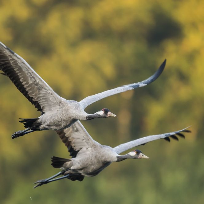 Kranen in de lucht