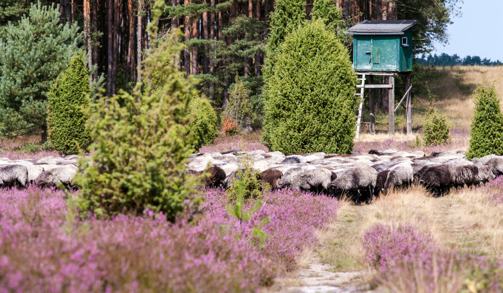 Heidschnucken, © Lüneburger Heide GmbH