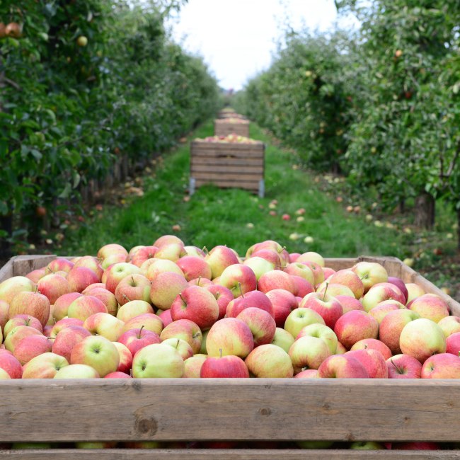 Vers geplukte appels, © Tourismusverband LK Stade/Elbe e. V./ Martin Elsen