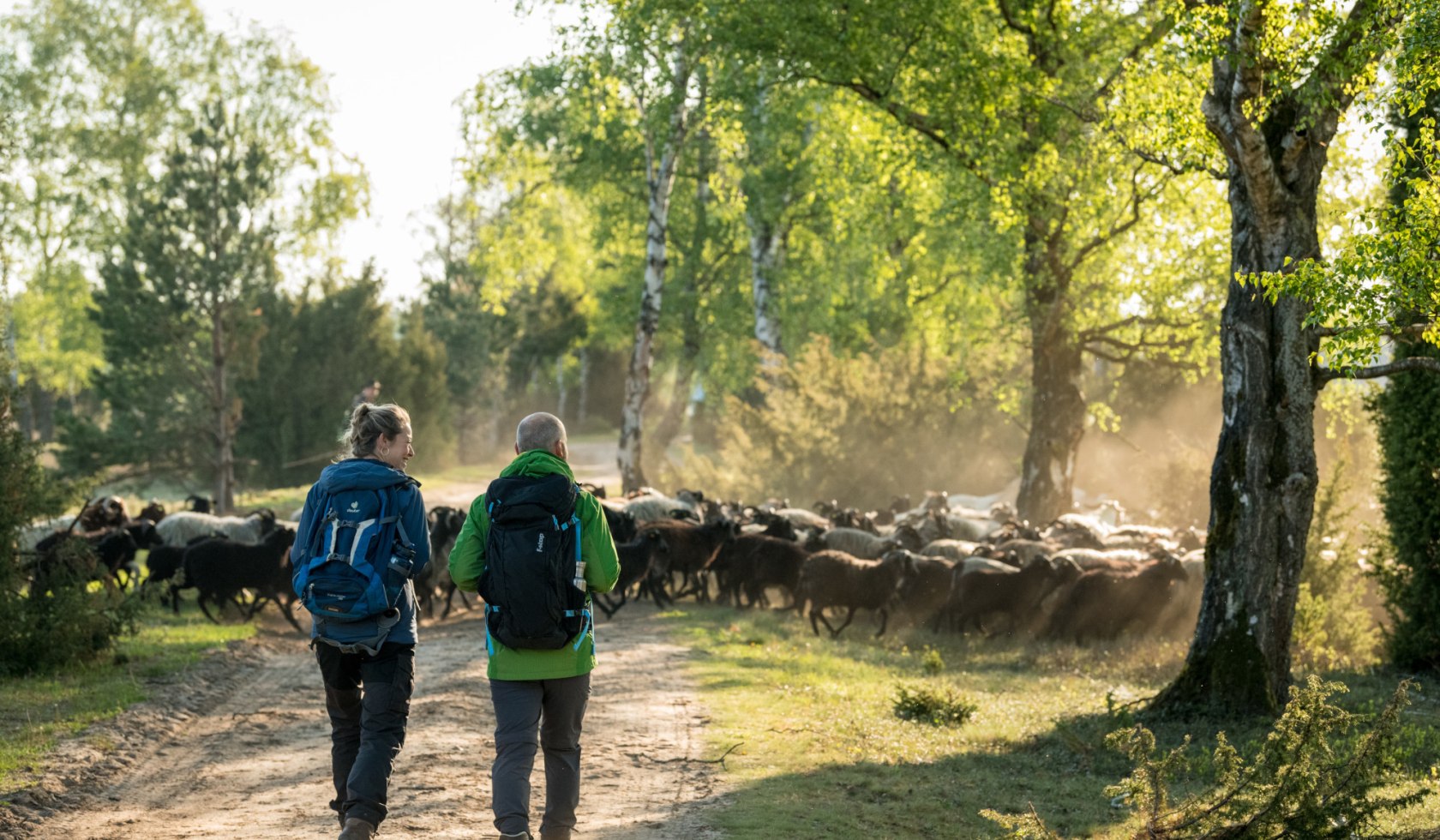 Wandelend paar ontmoet een kudde heidesnipes in de Oberhoher Heide, © Lüneburger Heide GmbH