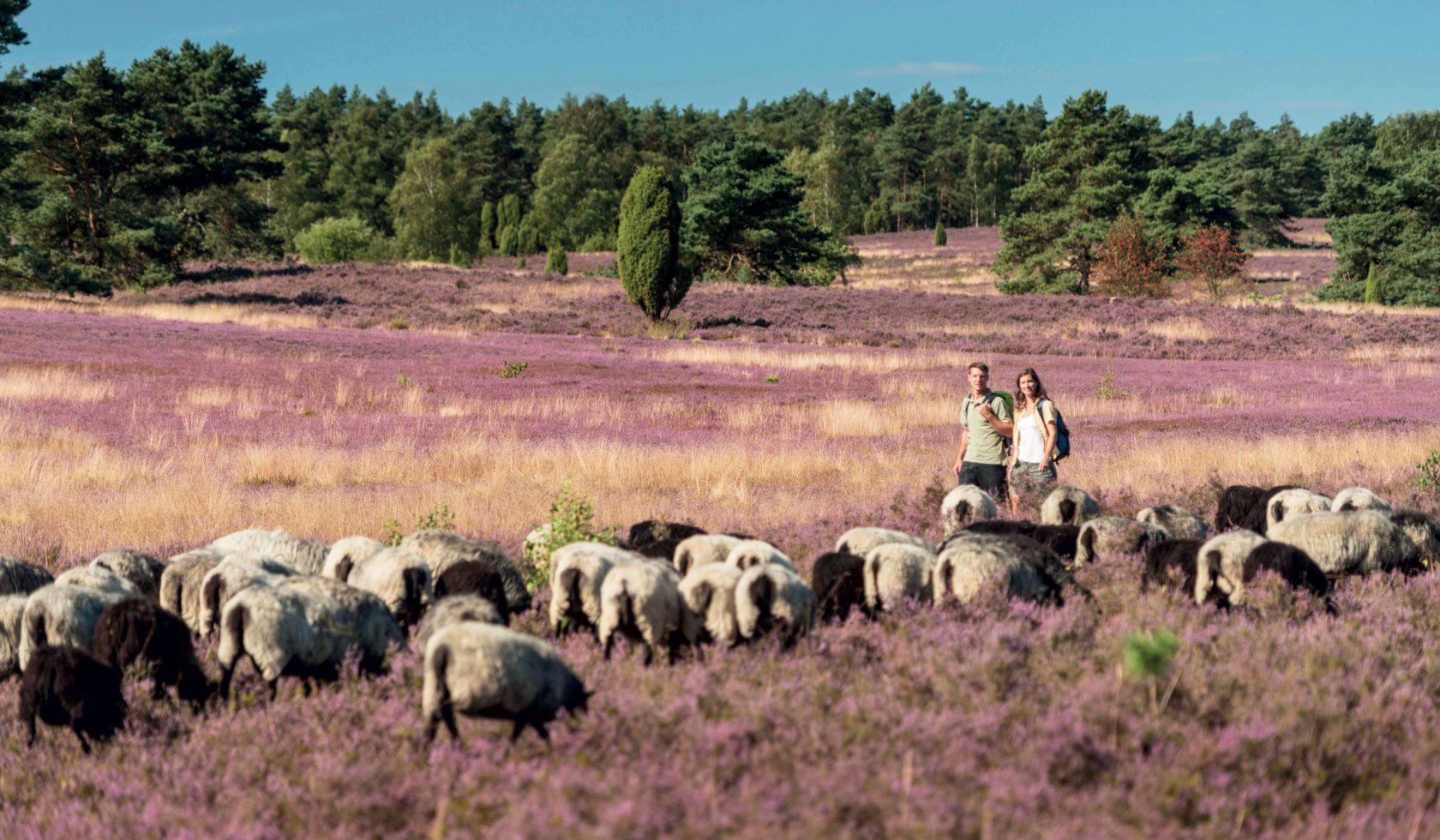 wandelen op de Lüneburger Heide, © Lüneburger Heide GmbH/ Dominik Ketz