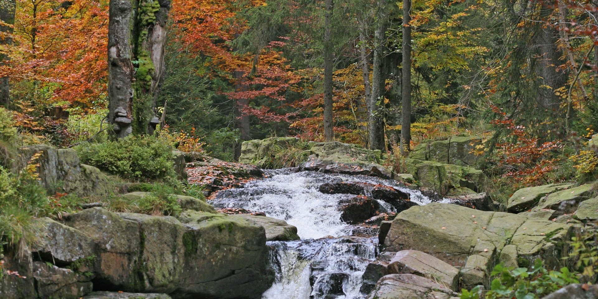 Bergbeek Kalte Bode bij Braunlage, © Nationalpark Harz/ Siegfried Richter