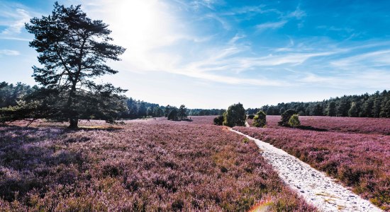 Uitzicht op de Misselhorn Heide, © Lüneburger Heide GmbH