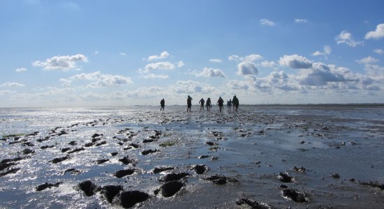 Wadlopen, © Naturerlebnis Langeoog / Joke Pouliart