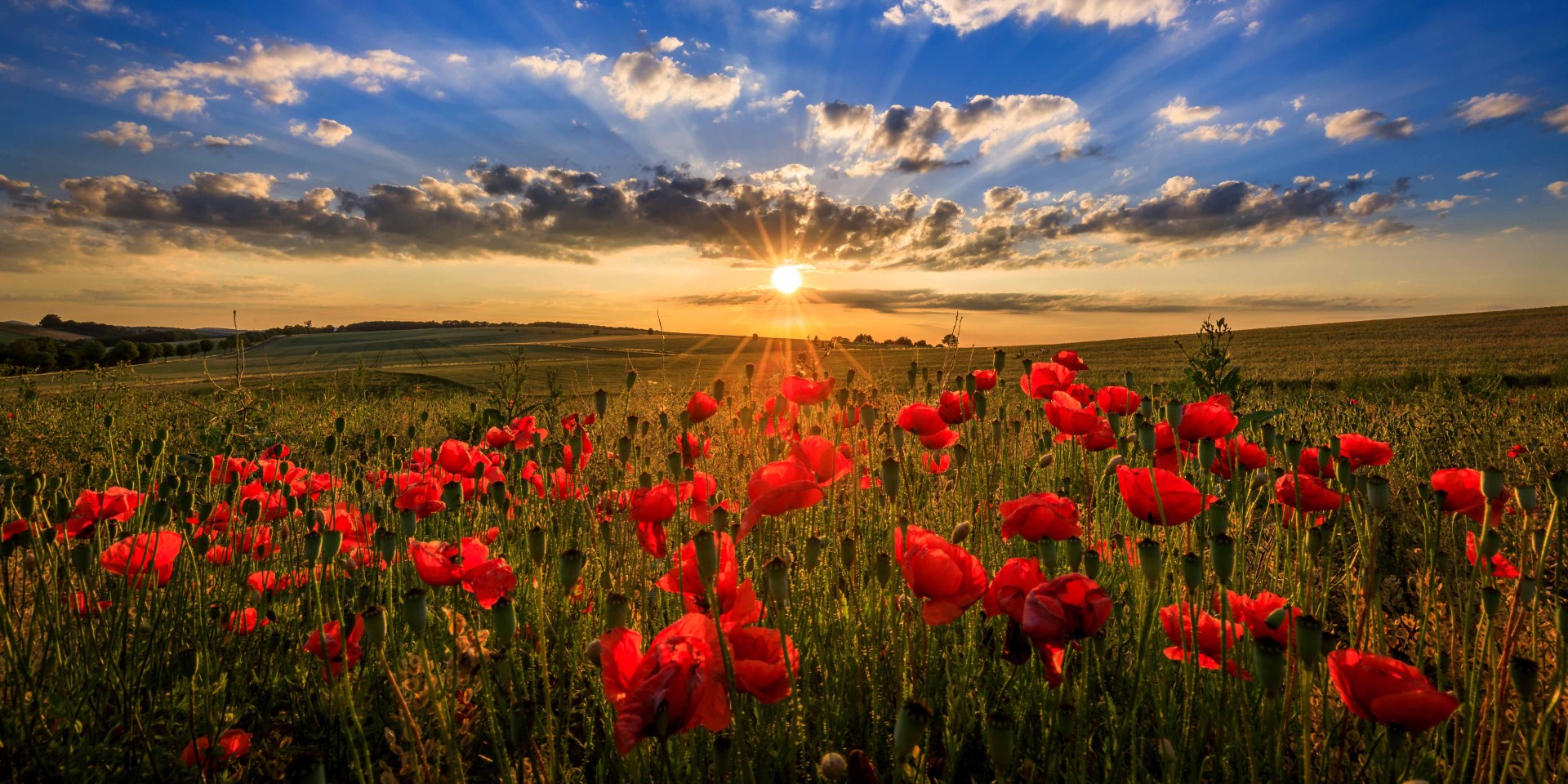 Lage zon over papavers en graanvelden, © TMN / Lars Gerhardts