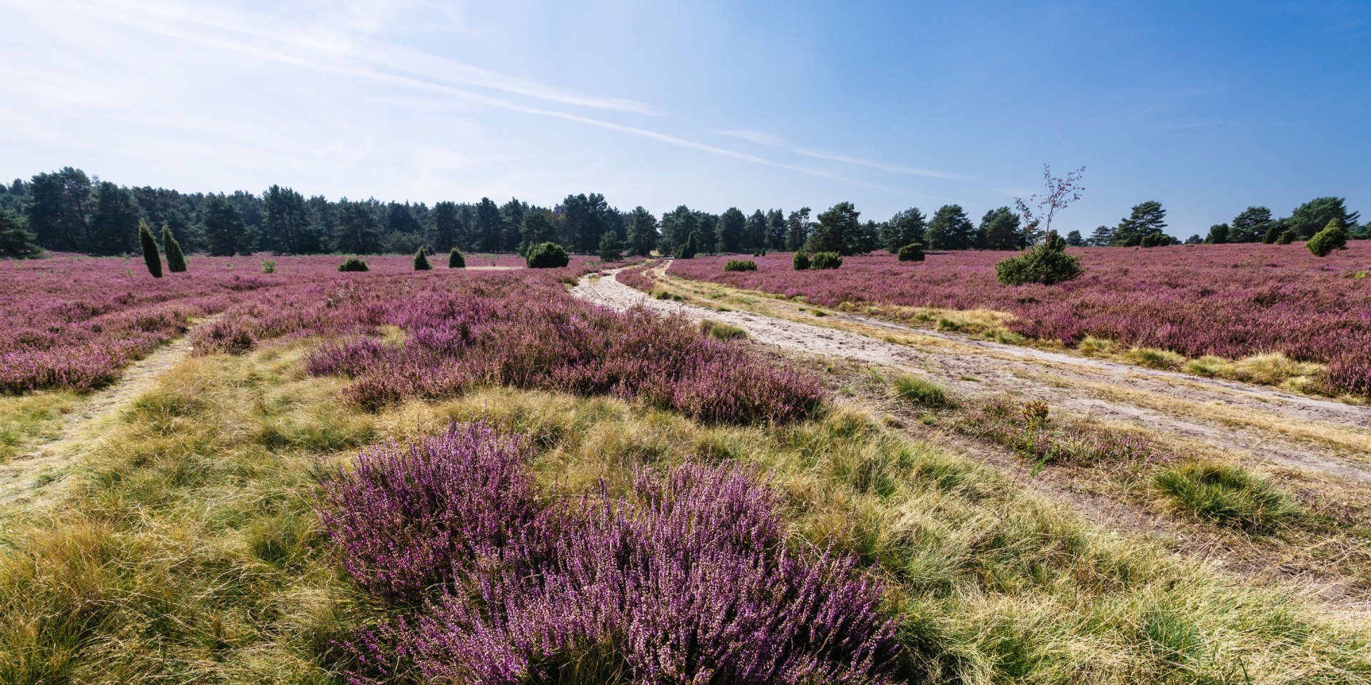 Hausselberg op de Lüneburger Heide in zijn hoogtijdagen, © Lüneburger Heide GmbH / Markus Tiemann