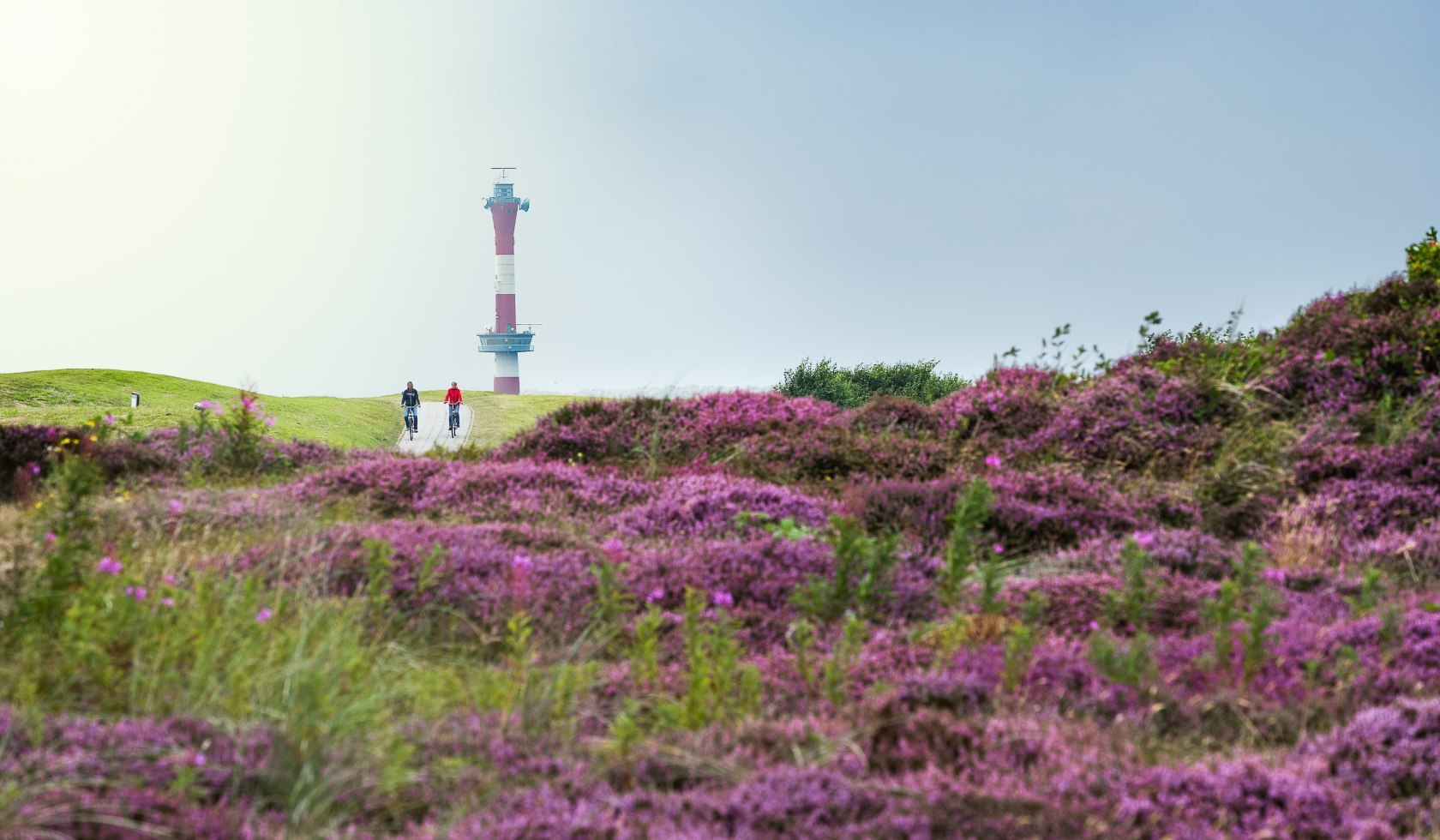 Heidebloesem Wangerooge, © Kurverwaltung Wangerooge / Kees van Surksum