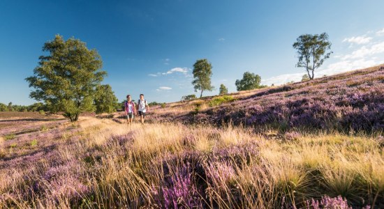 Wandelen op de Lüneburger Heide, © Tourismusmarketing Niedersachsen GmbH 
