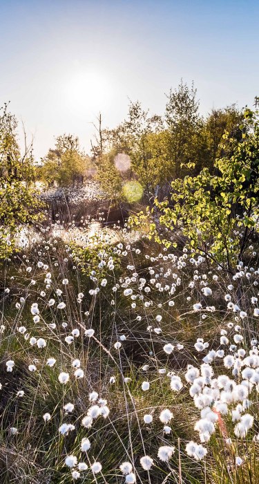 Wolgrasbloesem in de Pietzmoor, © Lüneburger Heide GmbH / Markus Tiemann