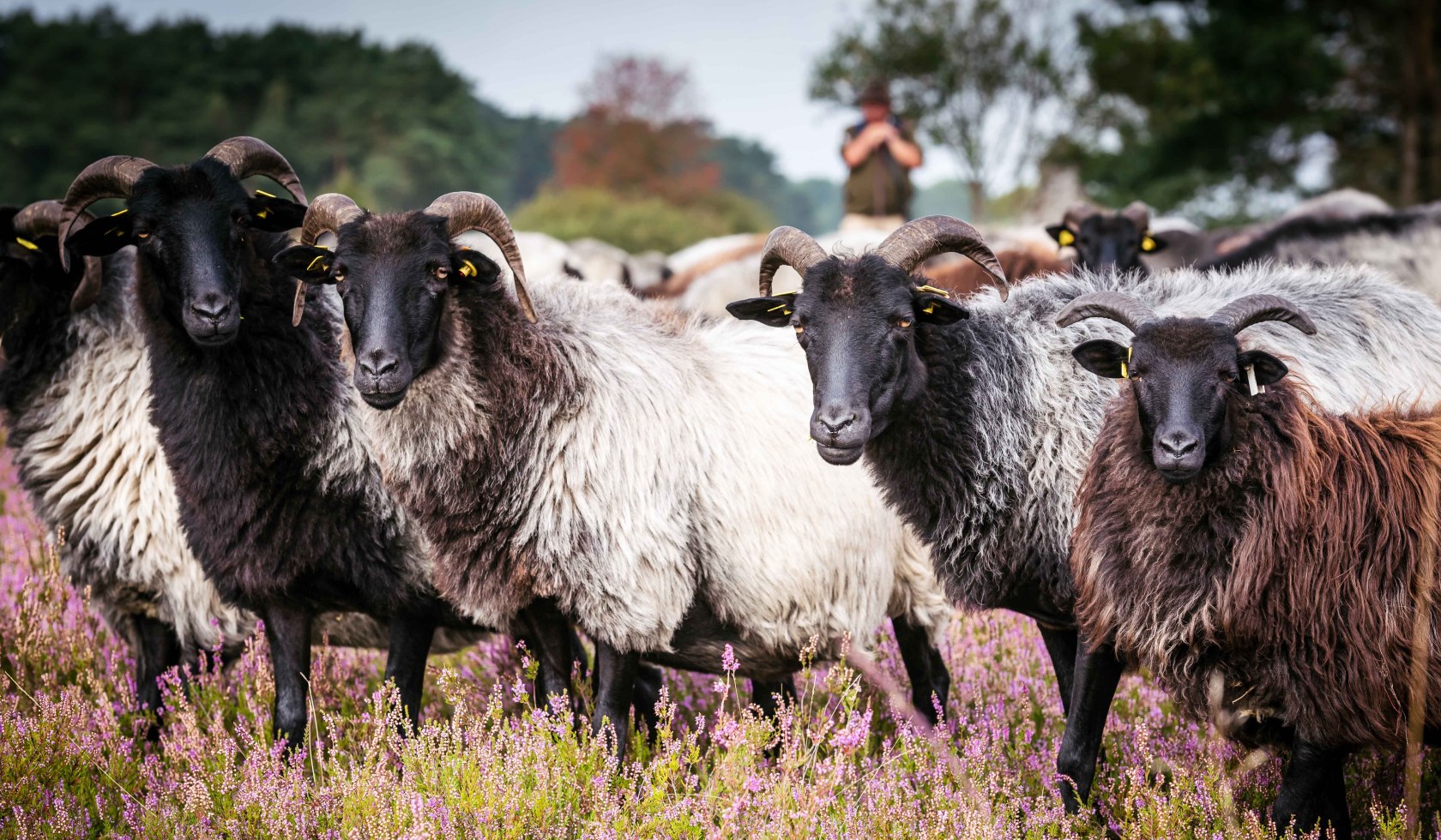 Heidschnucken op de Lüneburger Heide, © Lüneburger Heide GmbH