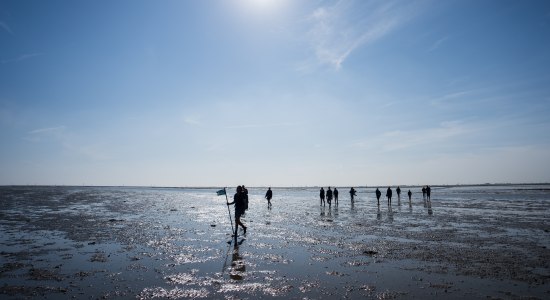 Rondleiding over het wad bij Harlesiel, © TourismusMarketing Niedersachsen GmbH 