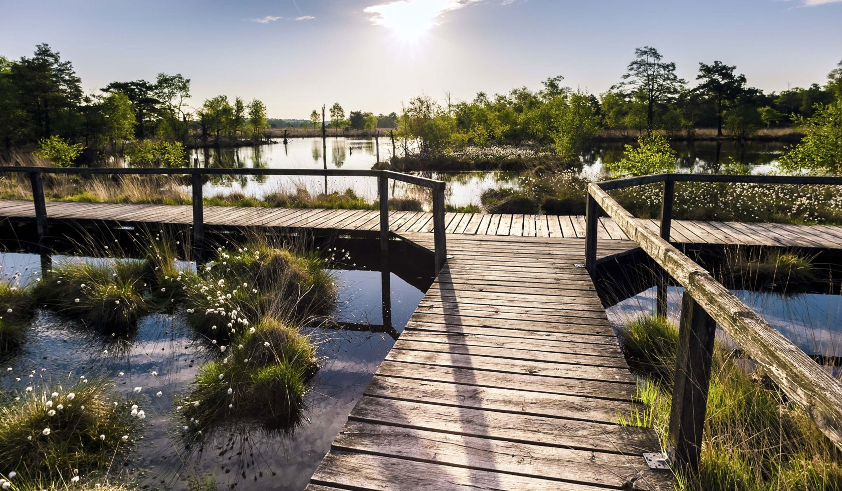 Uitzicht over houten brug in de Pietzmoor naar de katoengrasbloesem, © Lüneburger Heide GmbH/ Markus Tiemann