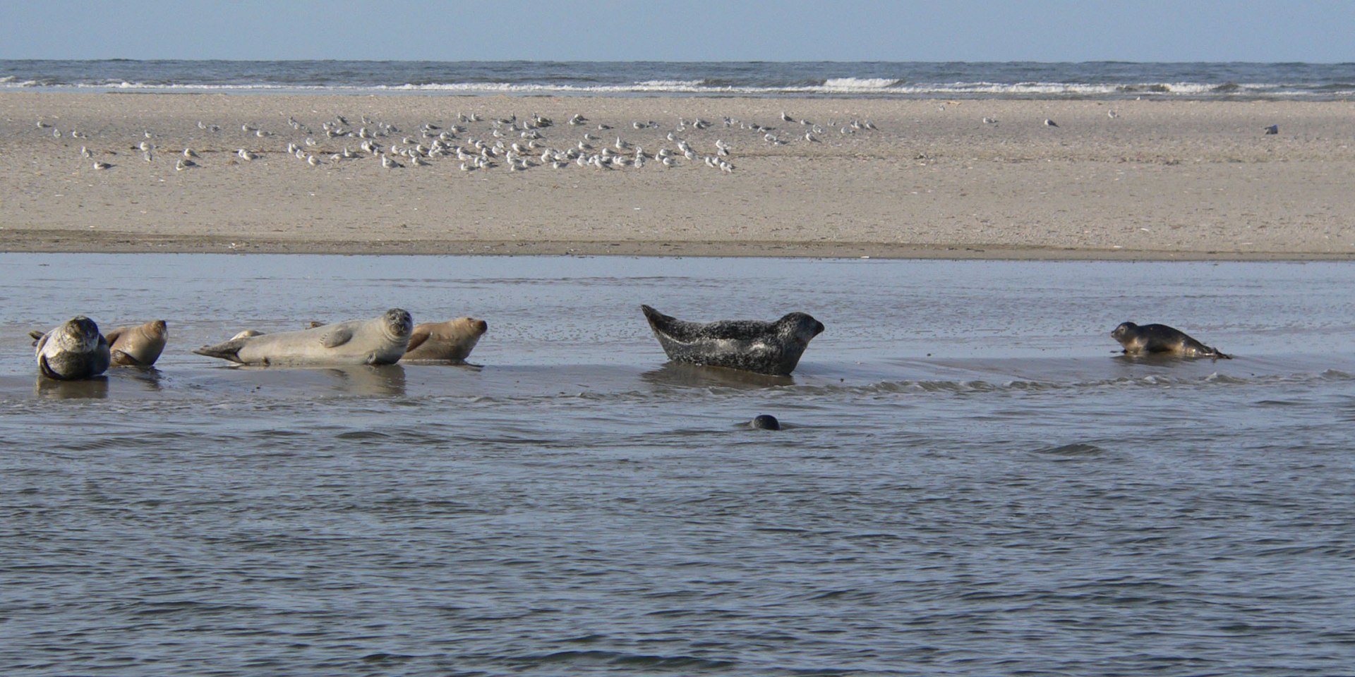 Zeehonden op de Waddenzee, © Nationalparkverwaltung Niedersächsisches Wattenmeer / Nationalpark-Haus Wittbülten