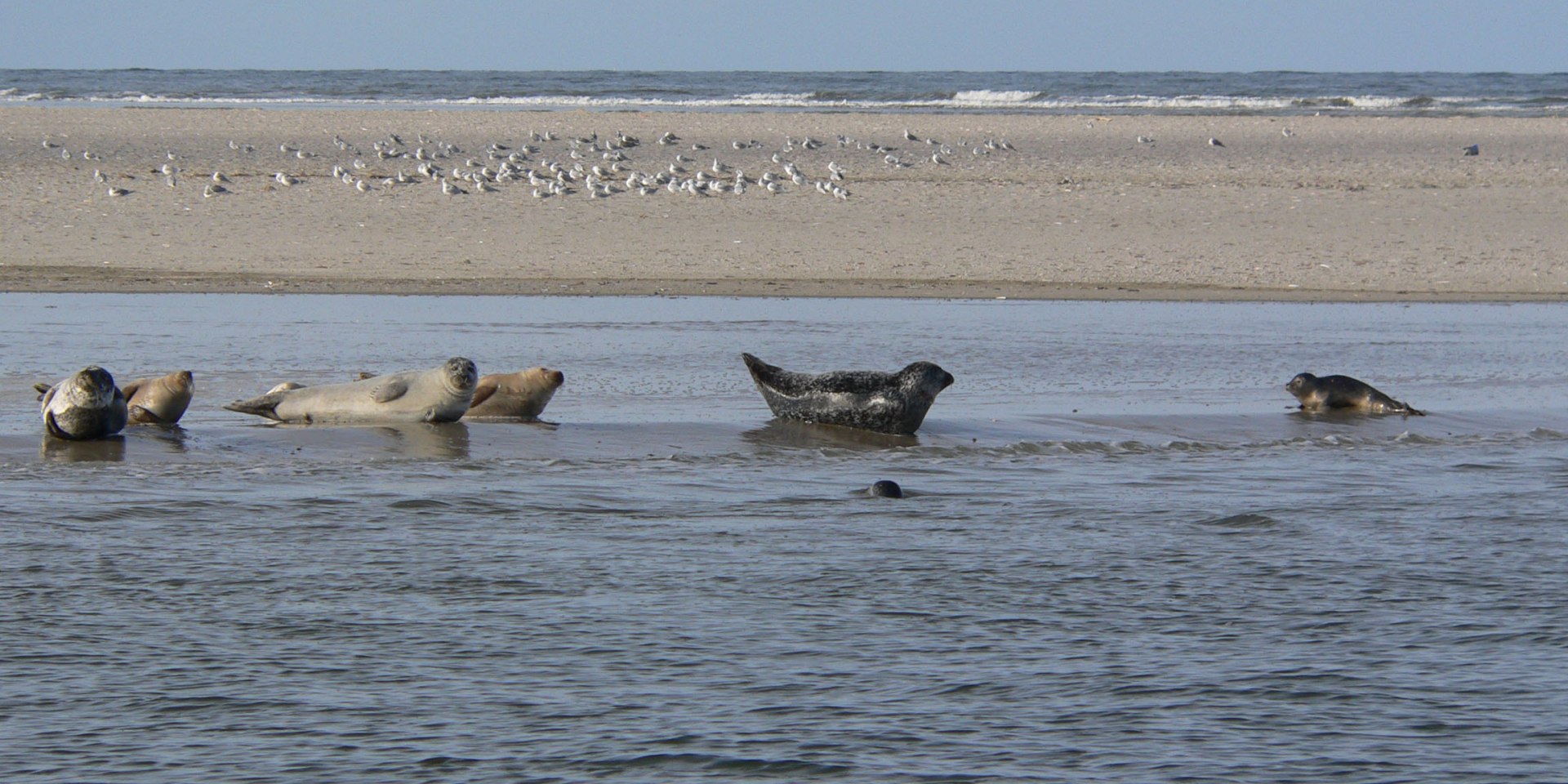 Zeehonden op de Waddenzee, © Nationalparkverwaltung Niedersächsisches Wattenmeer / Nationalpark-Haus Wittbülten
